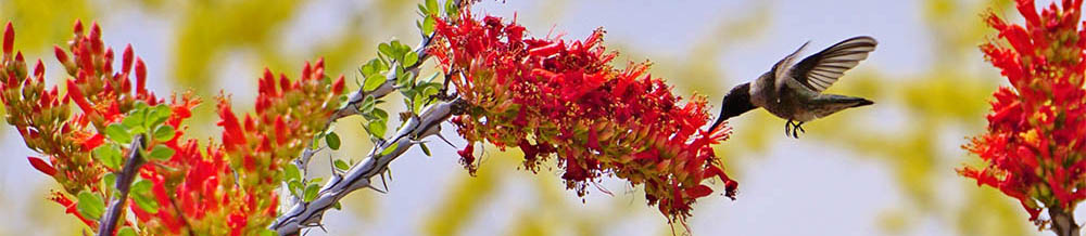 ocotillo2